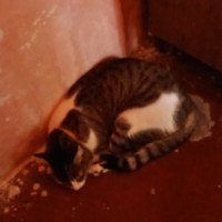 Sabrina soares do couto soares