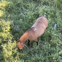 Daniel Bernardo jaimes Oicata